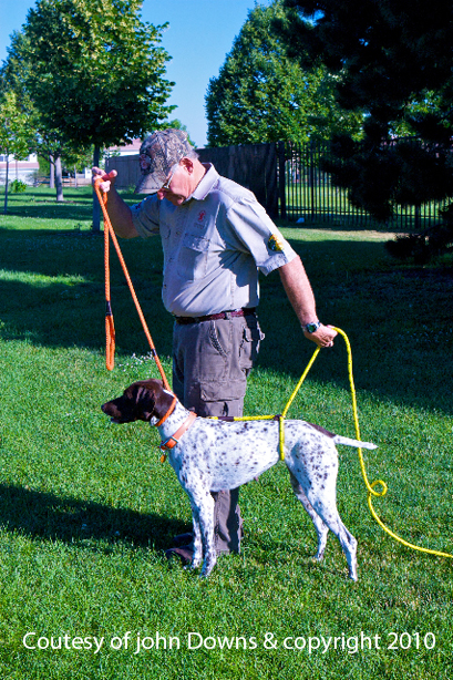 dog traning